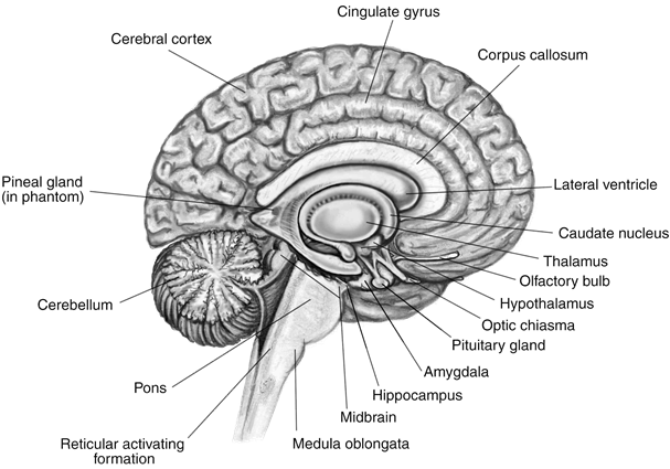 File:Brain.png