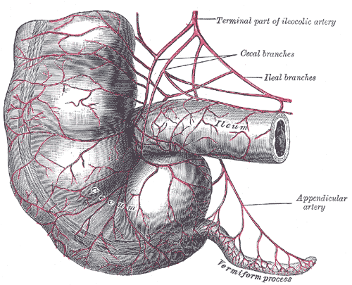 File:Appendix Gray1073.png