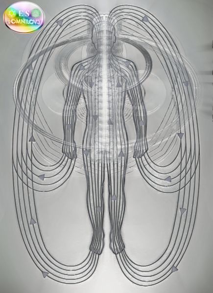 File:11dsilverspine.jpg
