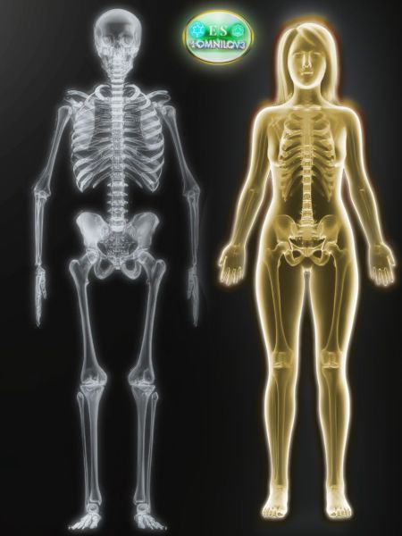 File:Skeletalsys.jpg