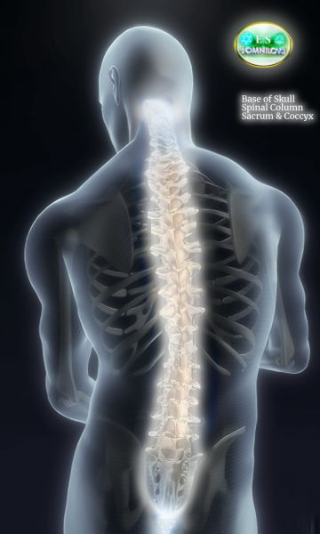 File:Slvrspine.jpg