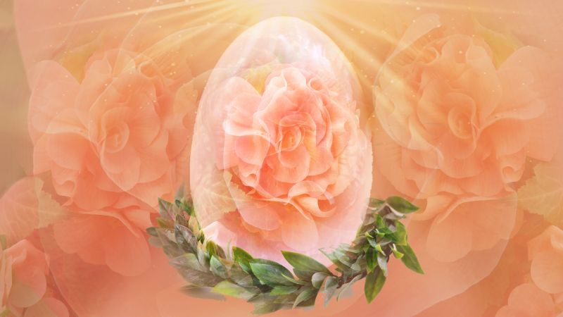 File:Peach pink begonia Dragon Egg.jpg